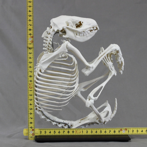 アムールハリネズミ (Erinaceus amurensis) 2倍拡大全身骨格模型