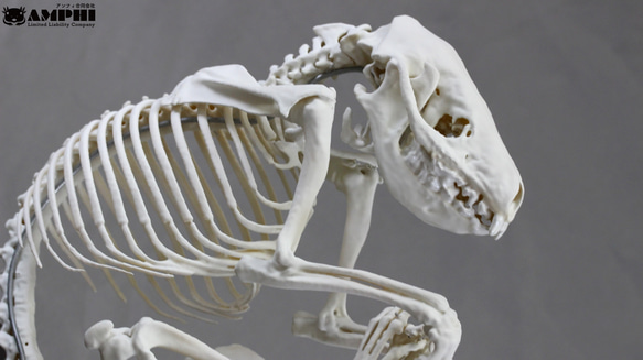 木彫 絶滅哺乳類 バルボロフェリス 頭骨模型 8cm 木彫 絶滅哺乳類 バル