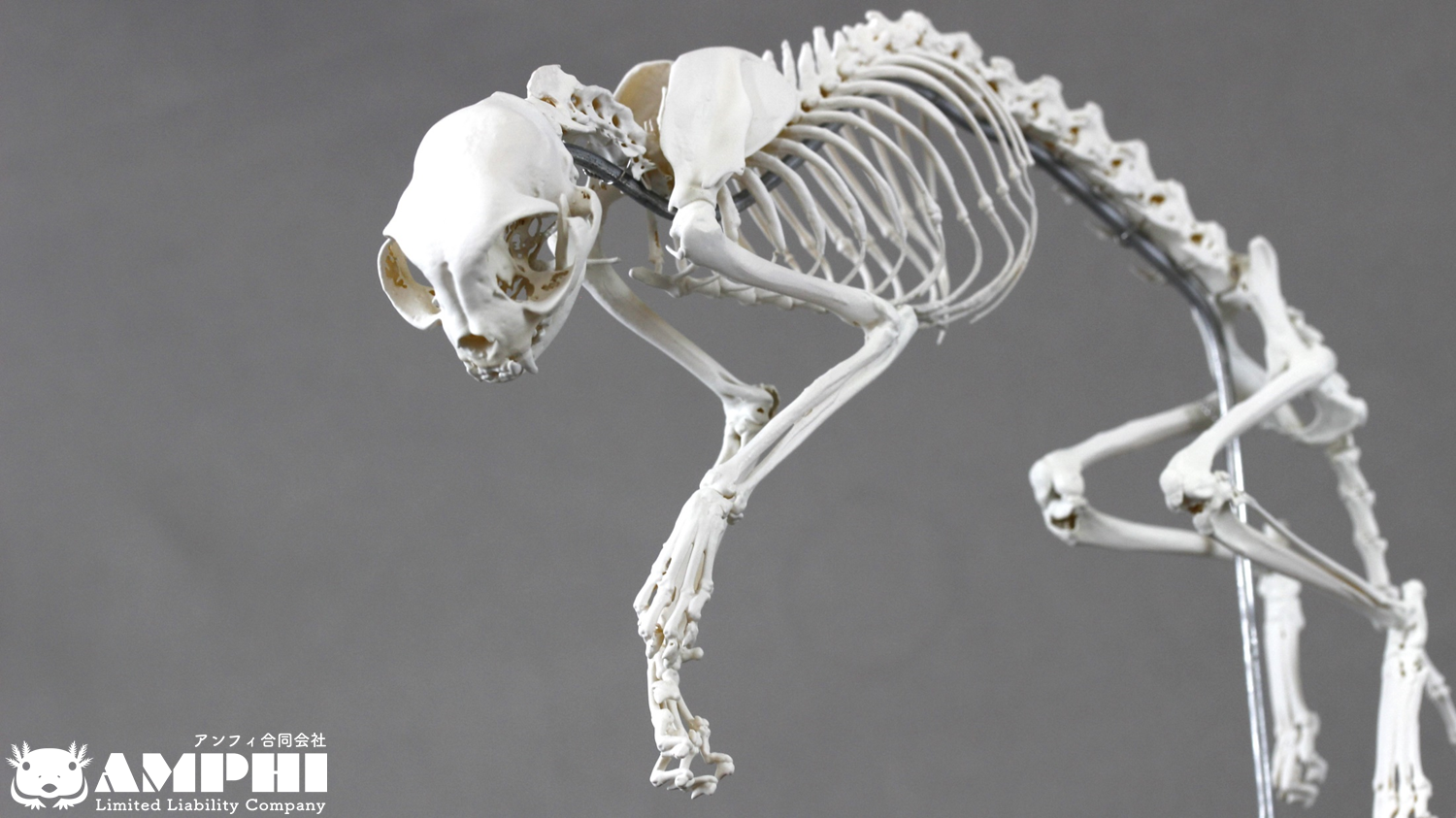 ネコ (Felis catus) 全身骨格模型 1/2サイズ その他置物