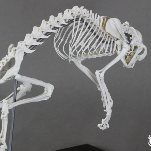 ネコ (Felis catus) 全身骨格模型 1/2サイズ その他置物 アンフィ合同
