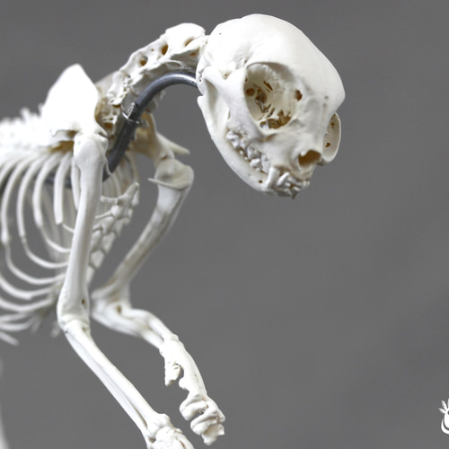 猫 骨格標本 全身 頭骨 猫全身骨格模型 解剖学標本 W47×L23×H32cm