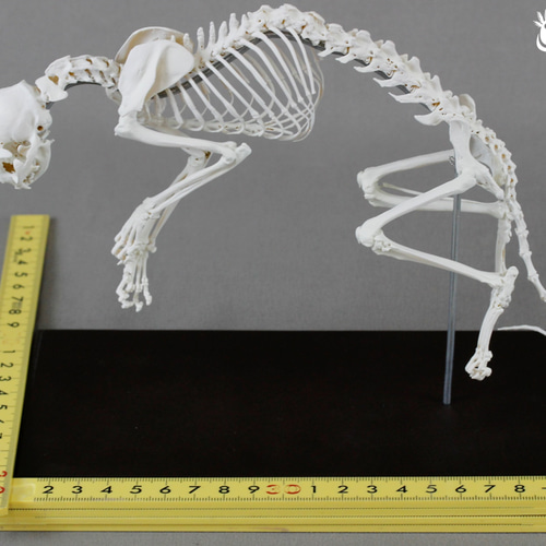 ネコ (Felis catus) 全身骨格模型 1/2サイズ その他置物