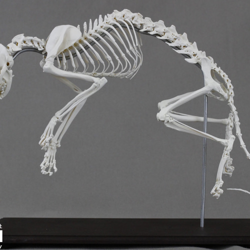 ネコ (Felis catus) 全身骨格模型 1/2サイズ その他置物