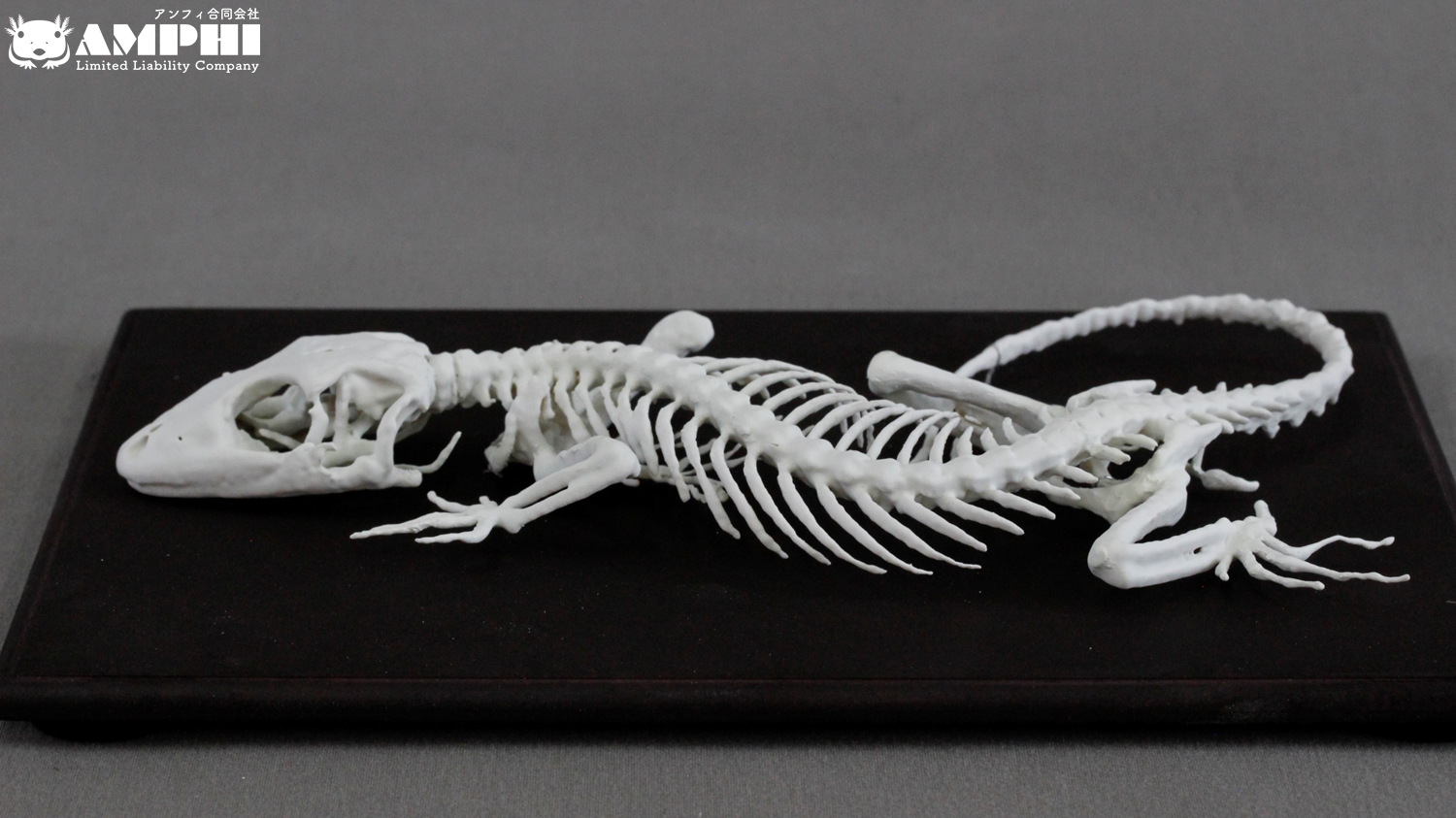 壁掛け可能　ニホンヤモリ (Gekko japonicus) 3倍拡大全身骨格模型