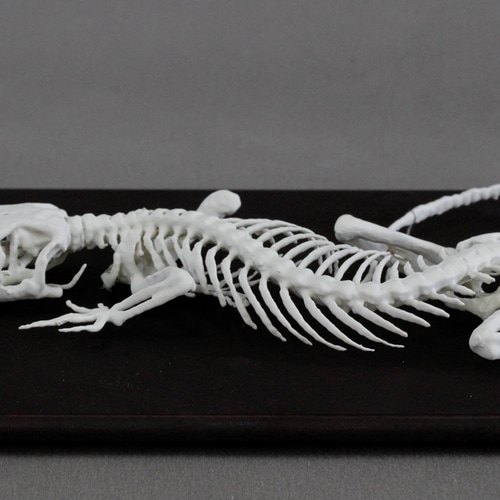 壁掛け可能 ニホンヤモリ (Gekko japonicus) 3倍拡大全身骨格模型