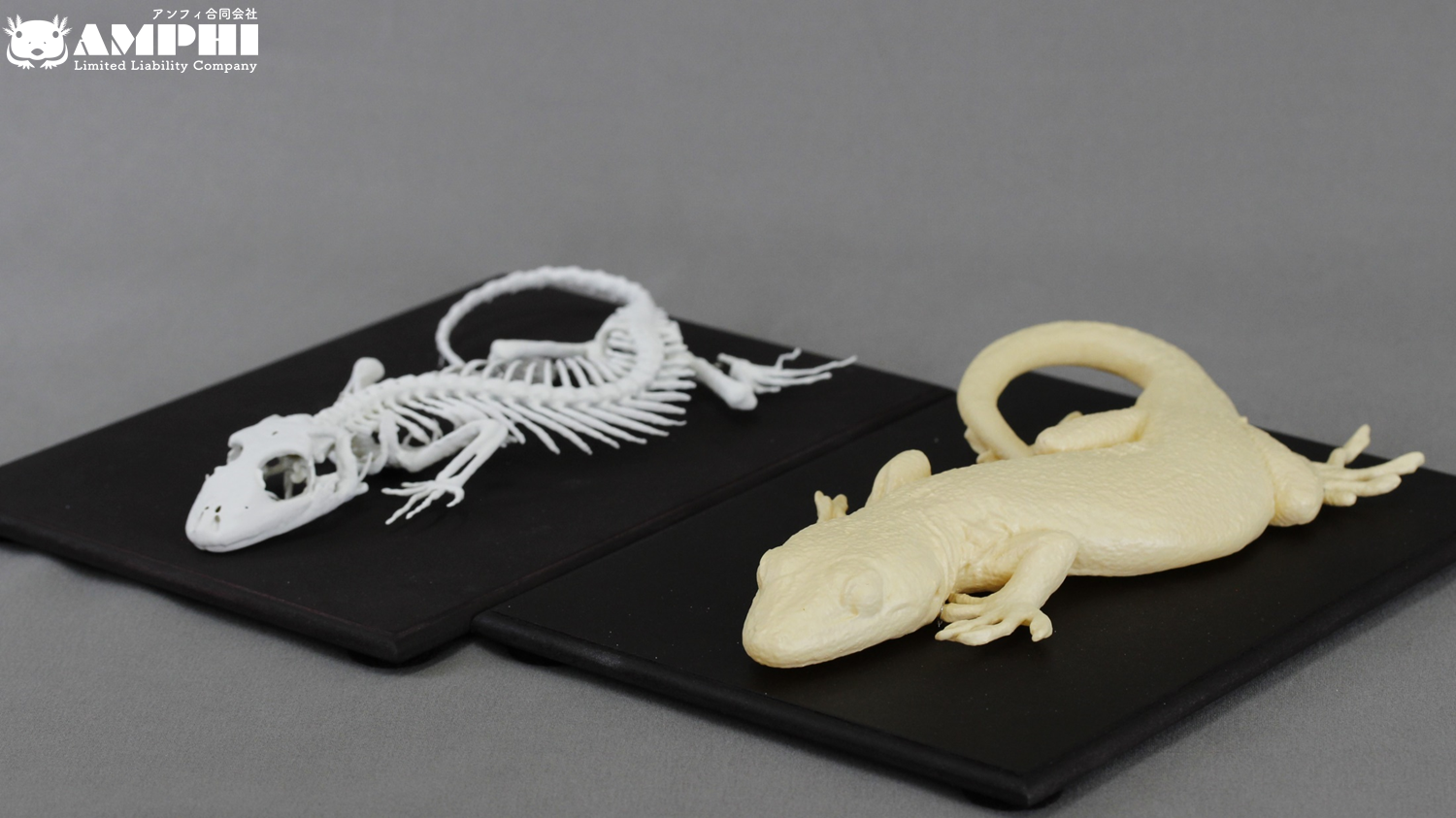 壁掛け可能　ニホンヤモリ (Gekko japonicus) 3倍拡大全身模型＆全身骨格模型のセット