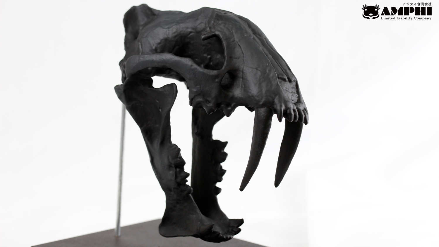 サーベルタイガーの一種 ホプロフォネウス（Hoplophoneus）等倍頭骨模型