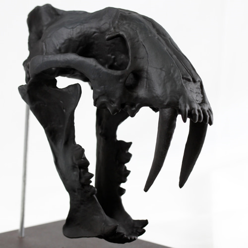 サーベルタイガーの一種 ホプロフォネウス（Hoplophoneus）等倍頭骨