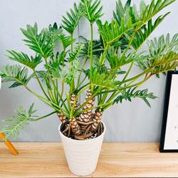 現品］【希少】リュウビンタイ 8号 観葉植物 室内 大型 レア