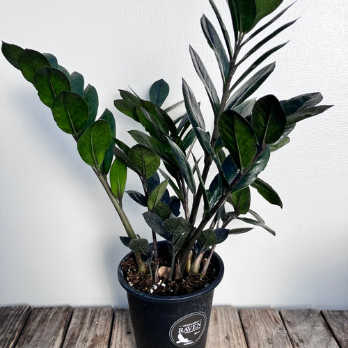 レイブン＊ザミオクルカス＊黒い葉＊観葉植物＊ アートフラワー bloom