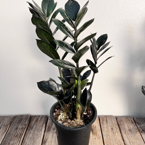 レイブン＊ザミオクルカス＊黒い葉＊観葉植物＊ アートフラワー bloom