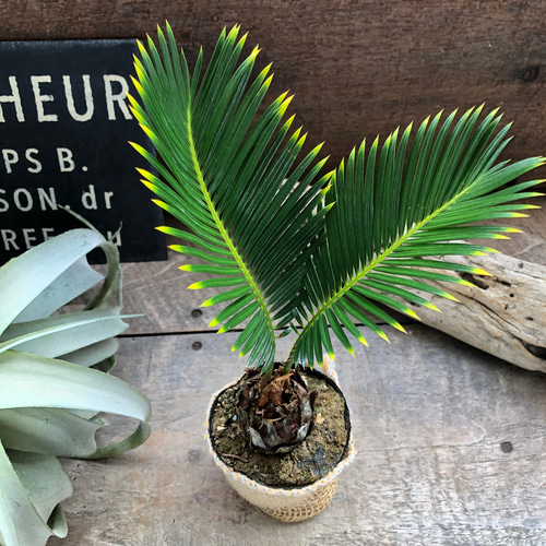金環ソテツ♡南国の風♡エキゾチック♡斑入りソテツ♡蘇鉄♡育てやすい