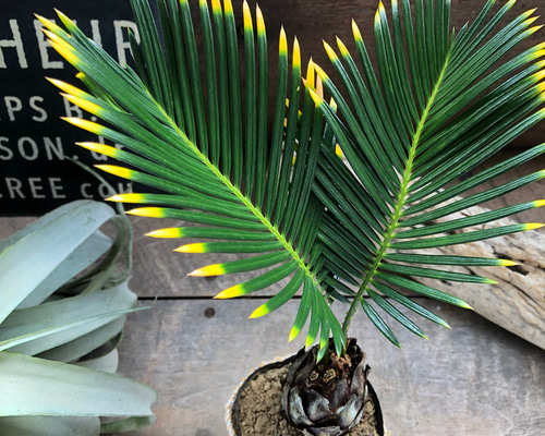 金環ソテツ♡南国の風♡エキゾチック♡斑入りソテツ♡蘇鉄♡育てやすい