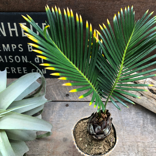 金環ソテツ♡南国の風♡エキゾチック♡斑入りソテツ♡蘇鉄♡育てやすい