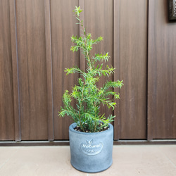 ユッカ ブルーセントリー 鉢植え 耐寒強 希少品種 レア 苗