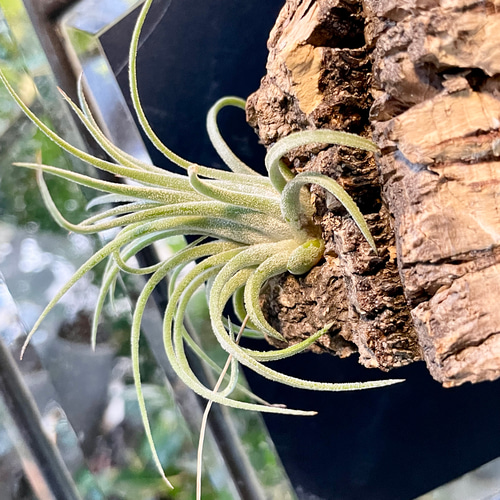 Tillandsia エアプランツ イオナンタ コルク板付け ハンギング その他