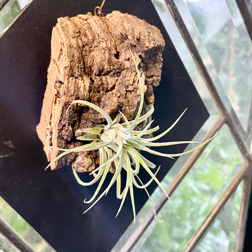 Tillandsia エアプランツ イオナンタ コルク板付け ハンギング その他