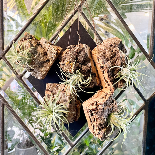 Tillandsia エアプランツ イオナンタ コルク板付け ハンギング その他