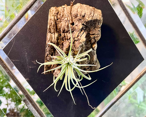 Tillandsia エアプランツ イオナンタ コルク板付け ハンギング その他