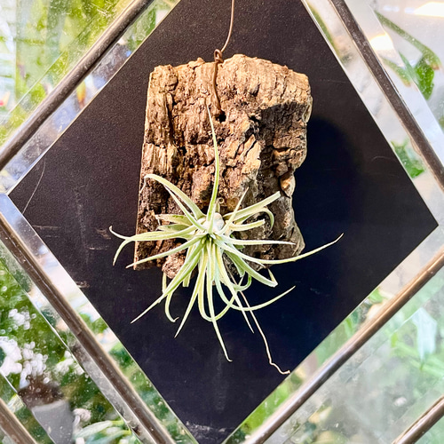 Tillandsia エアプランツ イオナンタ コルク板付け ハンギング その他