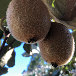 【お茶にして飲めるジャム】キウイ（徳島県佐那河内産） 4枚目の画像