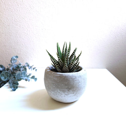 ○数量限定○新作○希少○スタイリッシュな樹形 ”アロエ テヌイオール