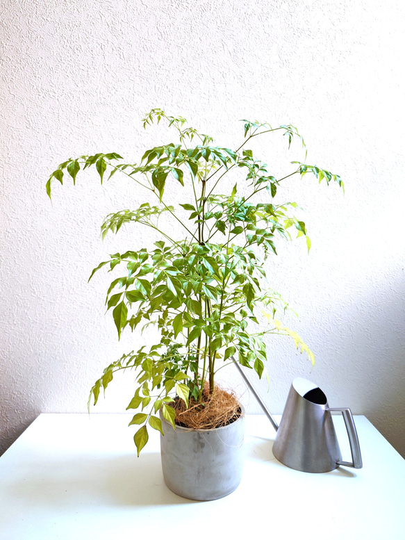○数量限定○新作○ 希少 ロングサイズ40㎝ 大きめ