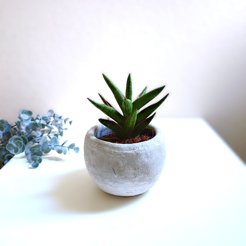 ○空気浄化植物○希少 ”サンスベリア ケニア ラウンドアッシュグレー鉢
