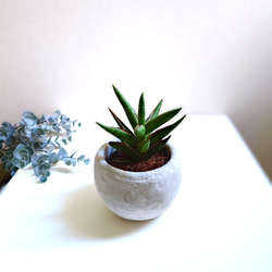 ☆S-17 希少 サンスベリア ブラケニア 斑入り 鉢ごとメルカリ発送 ☆S-17 希少 サンスベリア ブラケニア 斑入り 鉢ごとメルカリ発送