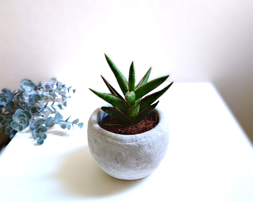 ○空気浄化植物○希少 ”サンスベリア ケニア ラウンドアッシュグレー鉢