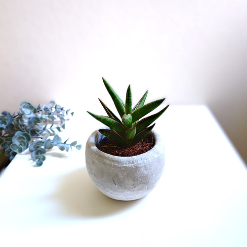 ○空気浄化植物○希少 ”サンスベリア ケニア ラウンドアッシュグレー鉢