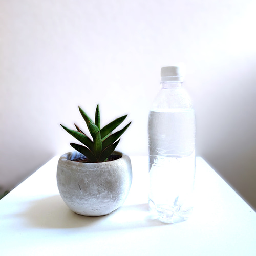 ○空気浄化植物○希少 ”サンスベリア ケニア ラウンドアッシュグレー鉢