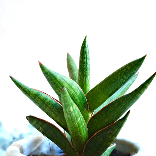 サンセベリアケニア（希少） 観葉植物 陶器鉢付き Amazon.co.jp: PLANCHU 観葉植物 サンセベリア ケニア 3号鉢 受け皿