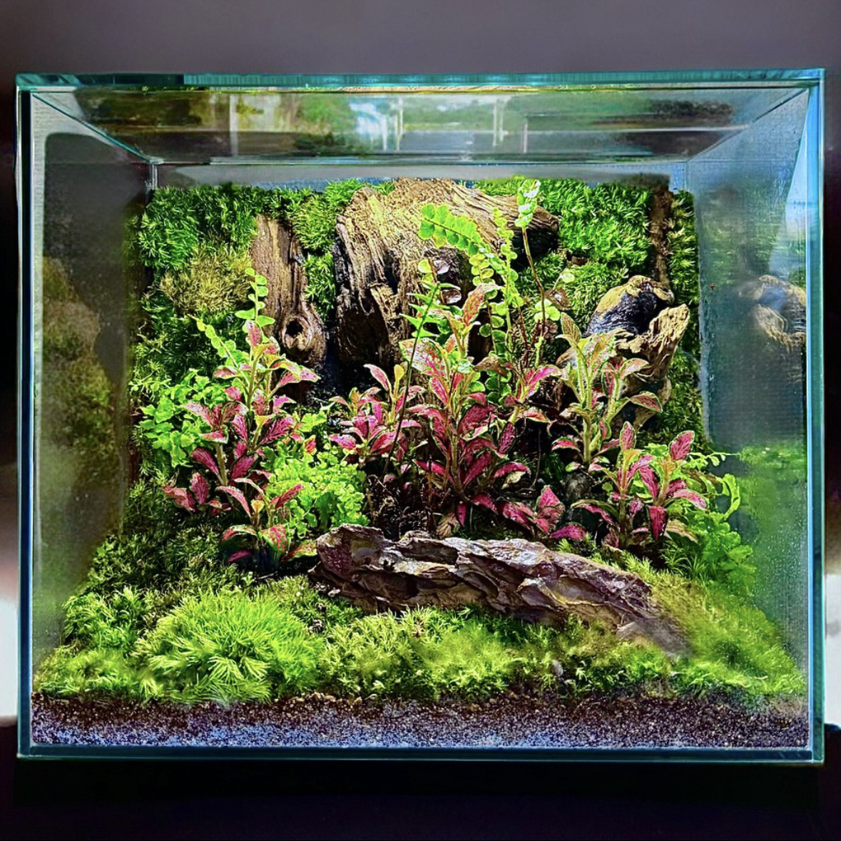 希少】DIY・アクアリウム向け ウッド（約65cm） 希少】DIY