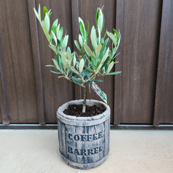 オリーブ　ネバディロブランコ　デザインテラコッタ鉢植え　苗木 sale♪ オリーブの木 ネバディロブランコ デザインテラコッタ