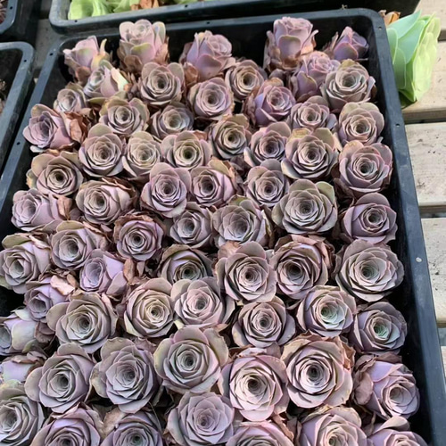 SALE 多肉植物 グリーノビア パープルローズ 抜き苗3-4cm 1株 多肉植物