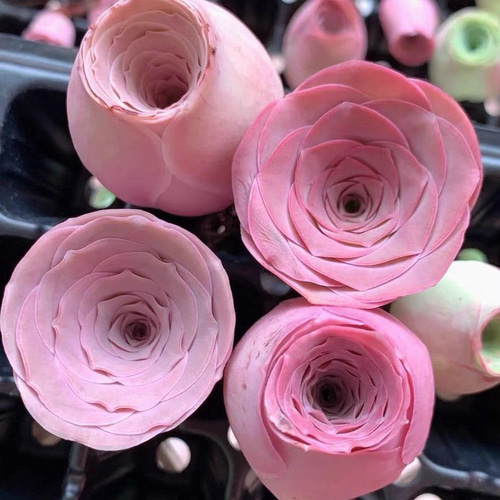 SALE❣️多肉植物 グリーノビア ピンクローズ 抜き苗 3-4cm 1株 多肉