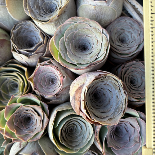 SALE❣️多肉植物 グリーノビア ピンクローズ 抜き苗 3-4cm 1株 多肉