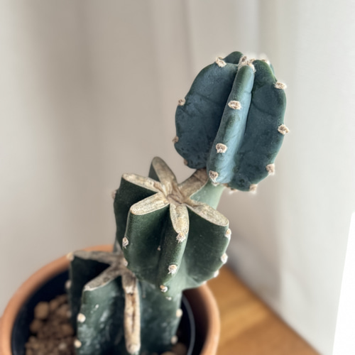 現品限り］鉢付き 3号鉢 希少 サボテン 鬼面角 植木鉢 鉢 かわいい