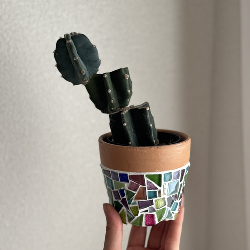 現品限り］鉢付き 3号鉢 希少 サボテン 鬼面角 植木鉢 鉢 かわいい