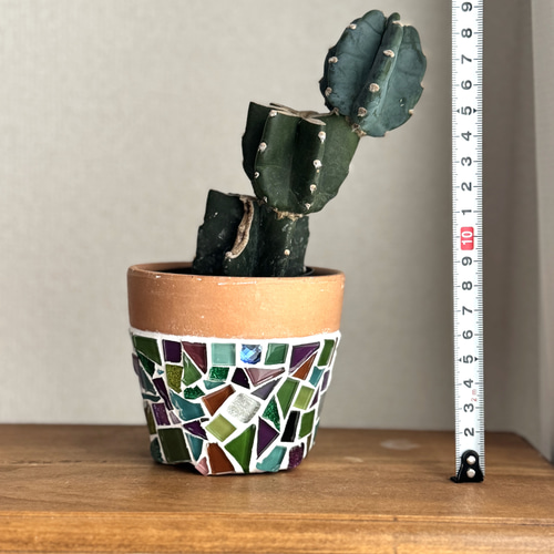 現品限り］鉢付き 3号鉢 希少 サボテン 鬼面角 植木鉢 鉢 かわいい