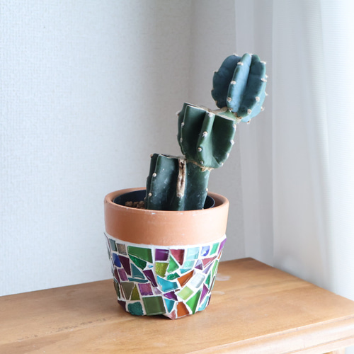 現品限り］鉢付き 3号鉢 希少 サボテン 鬼面角 植木鉢 鉢 かわいい