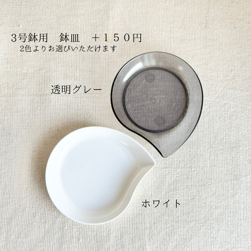 現品限り］鉢付き 3号鉢 希少 サボテン 鬼面角 植木鉢 鉢 かわいい