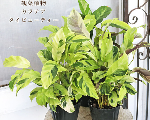 59e322adfa424de43b95ac3decea58