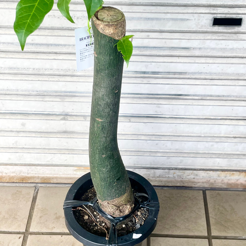 配達日相談！【大株ボトルツリー鉢】 インテリアグリーン