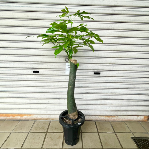 ボトルツリー ボトルツリー ブラキキトン・ビドウィリー White wash セメント