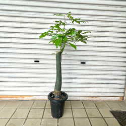 レア。オバリフォリア ・ヒルデブランドティ・ ボトルツリー