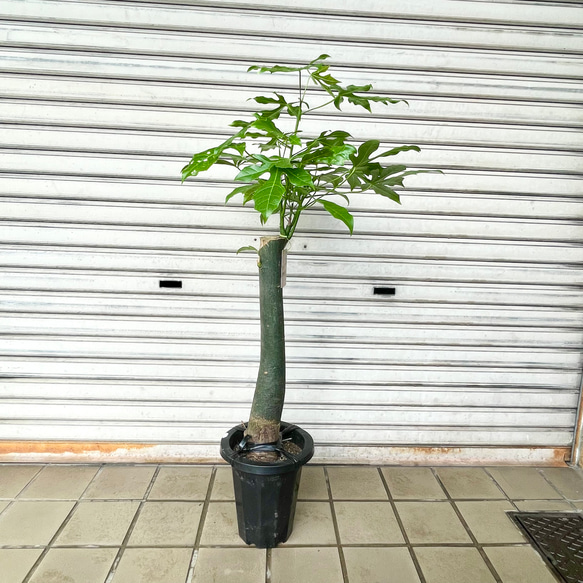 希少種 ボトルツリー アケリフォリウス 7号鉢 観葉植物 現品 その他