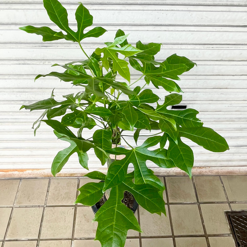 希少種 ボトルツリー アケリフォリウス 7号鉢 観葉植物 現品 その他