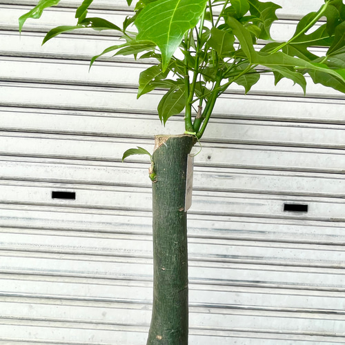 希少種 ボトルツリー アケリフォリウス 7号鉢 観葉植物 現品 その他